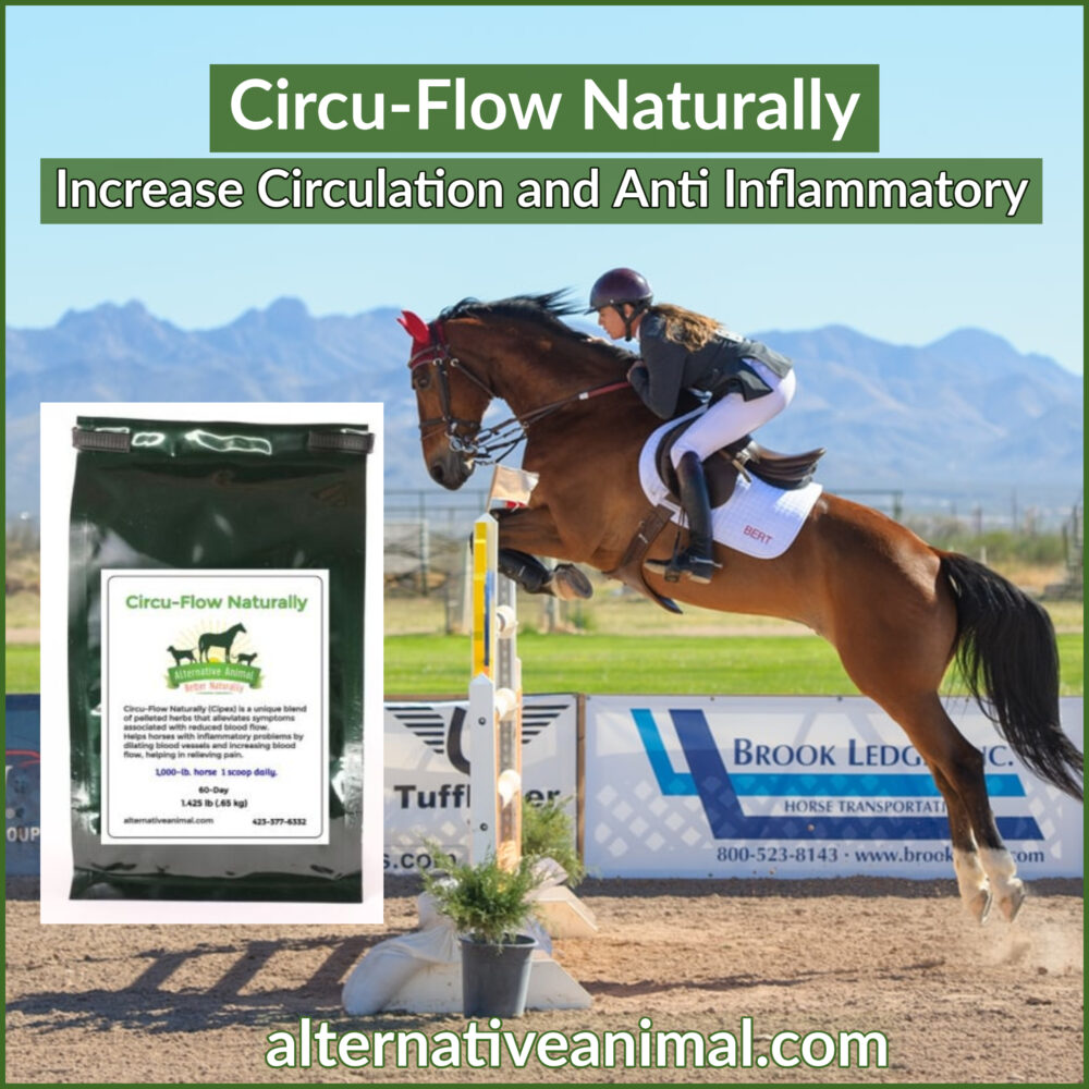 Anti Inflammatory for horses
