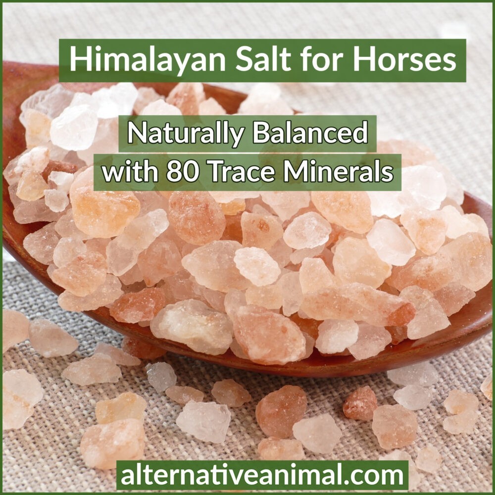 Himalaya Salt for Horses