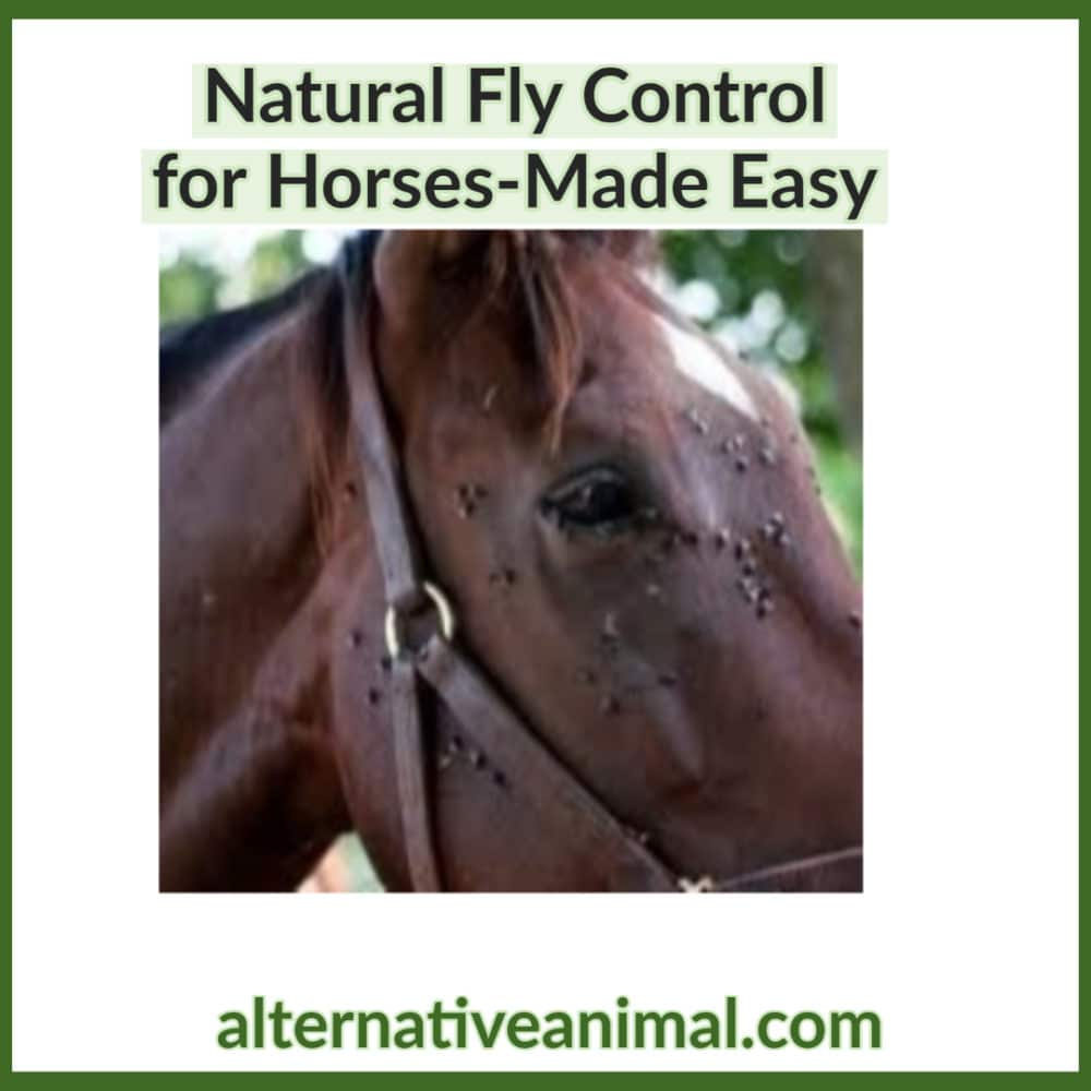 Natural fly control for horses made easy