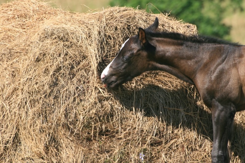 The Best Hay for Horses
