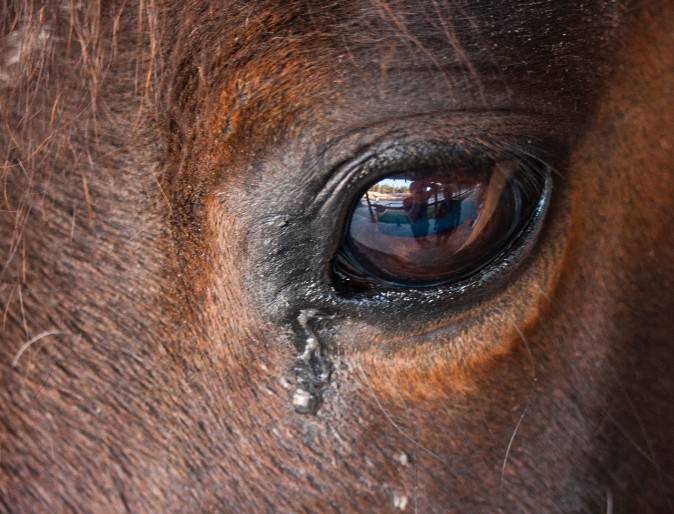 Uvietits and Lyme Disease in Horses