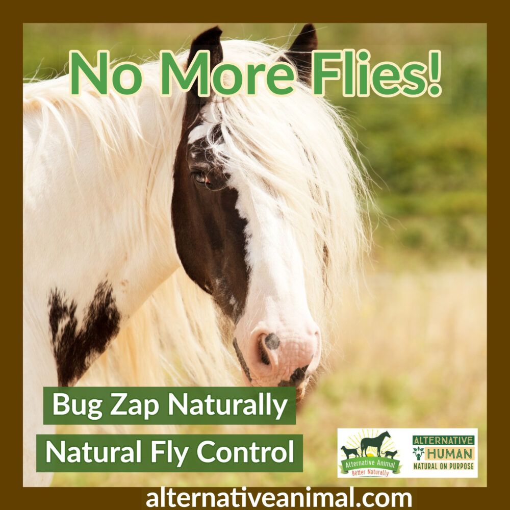 Natural Fly Control for Horses