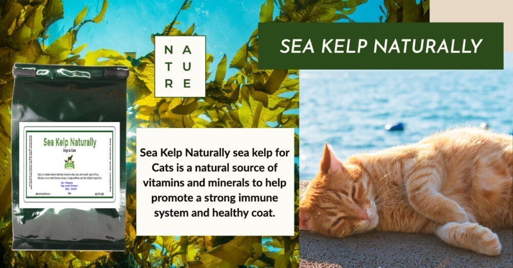 Kelp for Cats