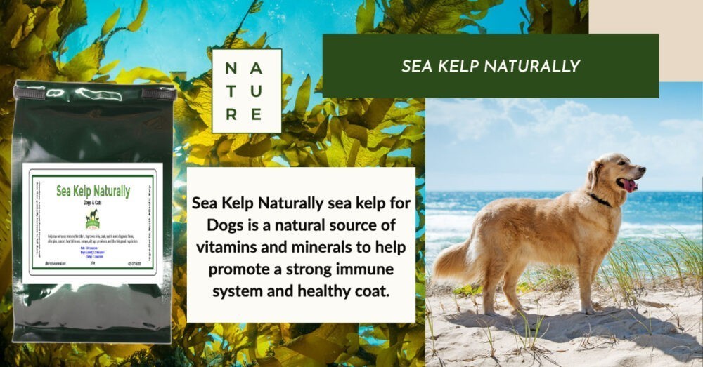 Kelp for Dogs
