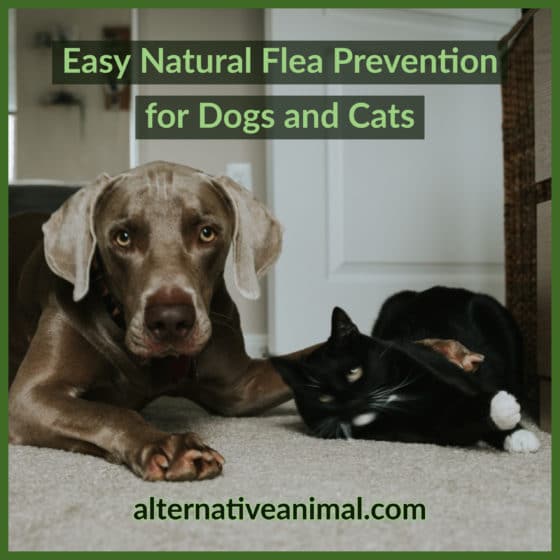 Easy Natural Flea Prevention For Dogs And Cats