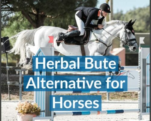 Herbal Bute Alternative for Horses