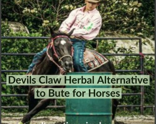 Devils Claw, Herbal Alternative to Bute