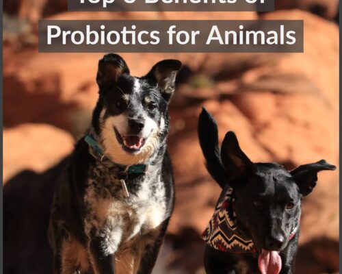 benefits of probiotics for animals