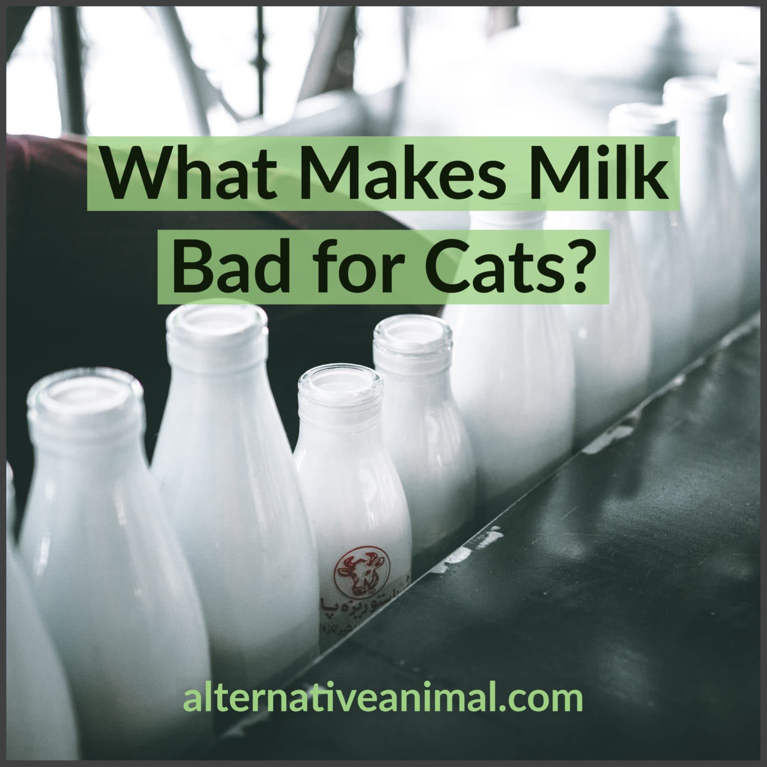 What Makes Milk Bad For Cats? • Alternative Animal