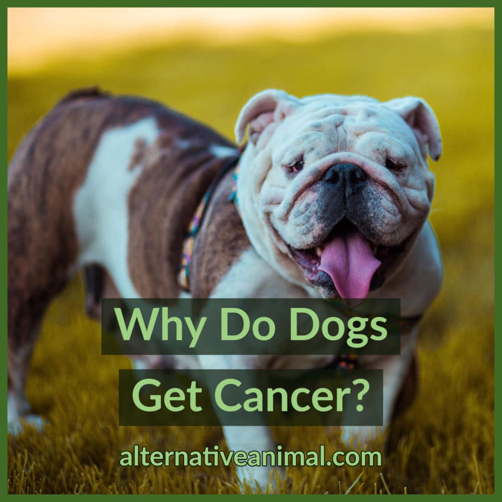 Ever Wonder Why Dogs Get Cancer? • Alternative Animal