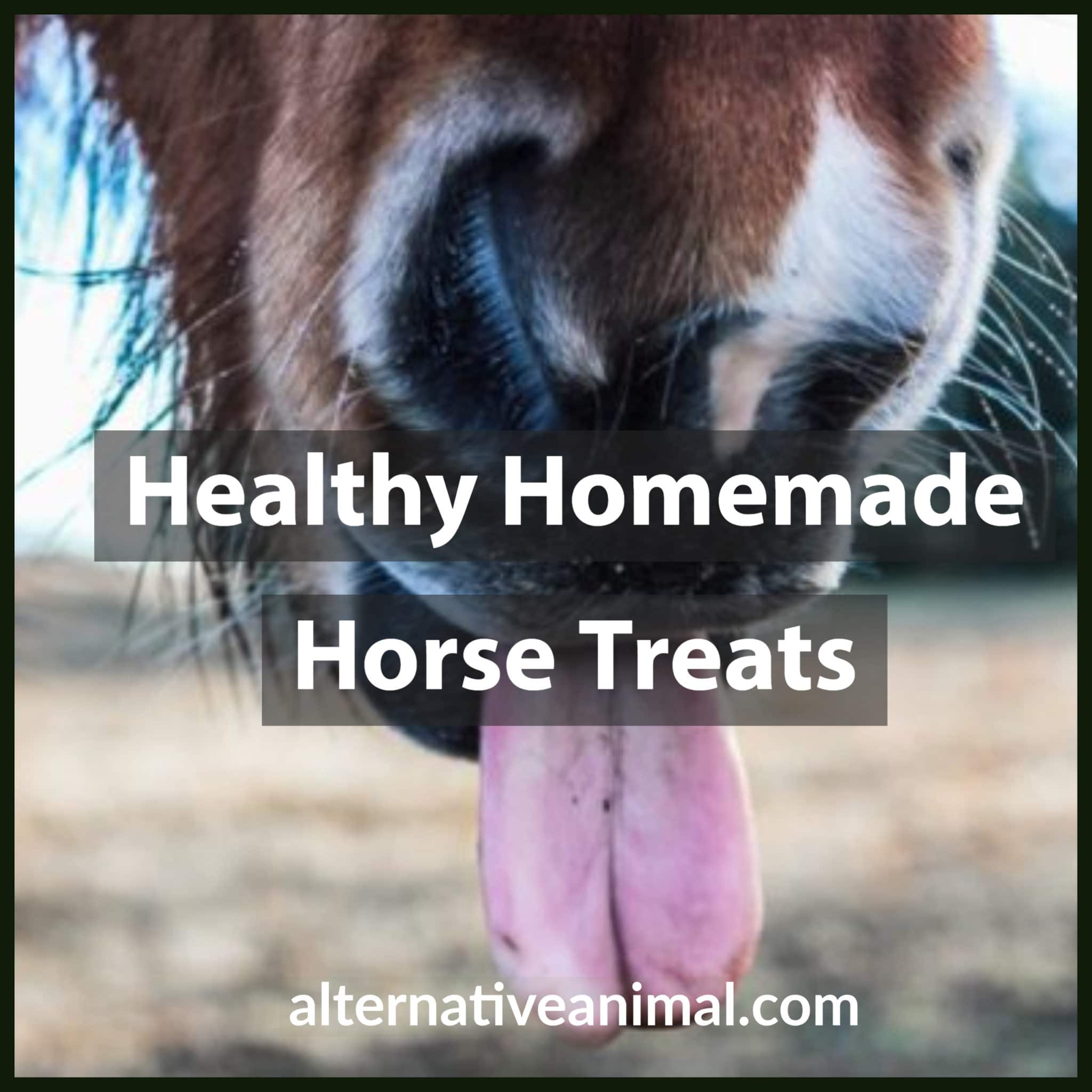 Healthy Homemade Horse Treats • Alternative Animal
