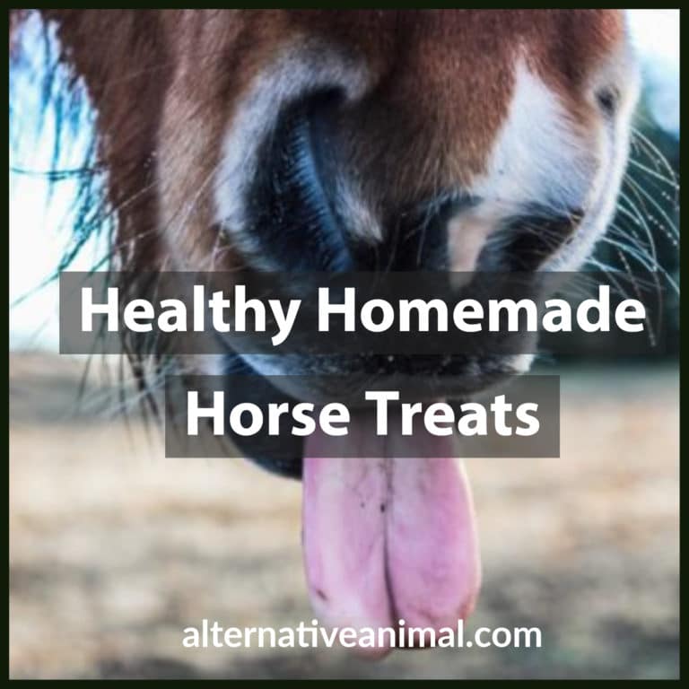 Healthy Homemade Horse Treats • Alternative Animal
