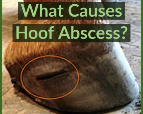 What Causes Hoof Abscess