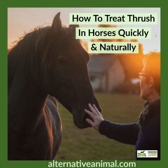 How To Treat Thrush In Horses Quickly & Naturally • Alternative Animal