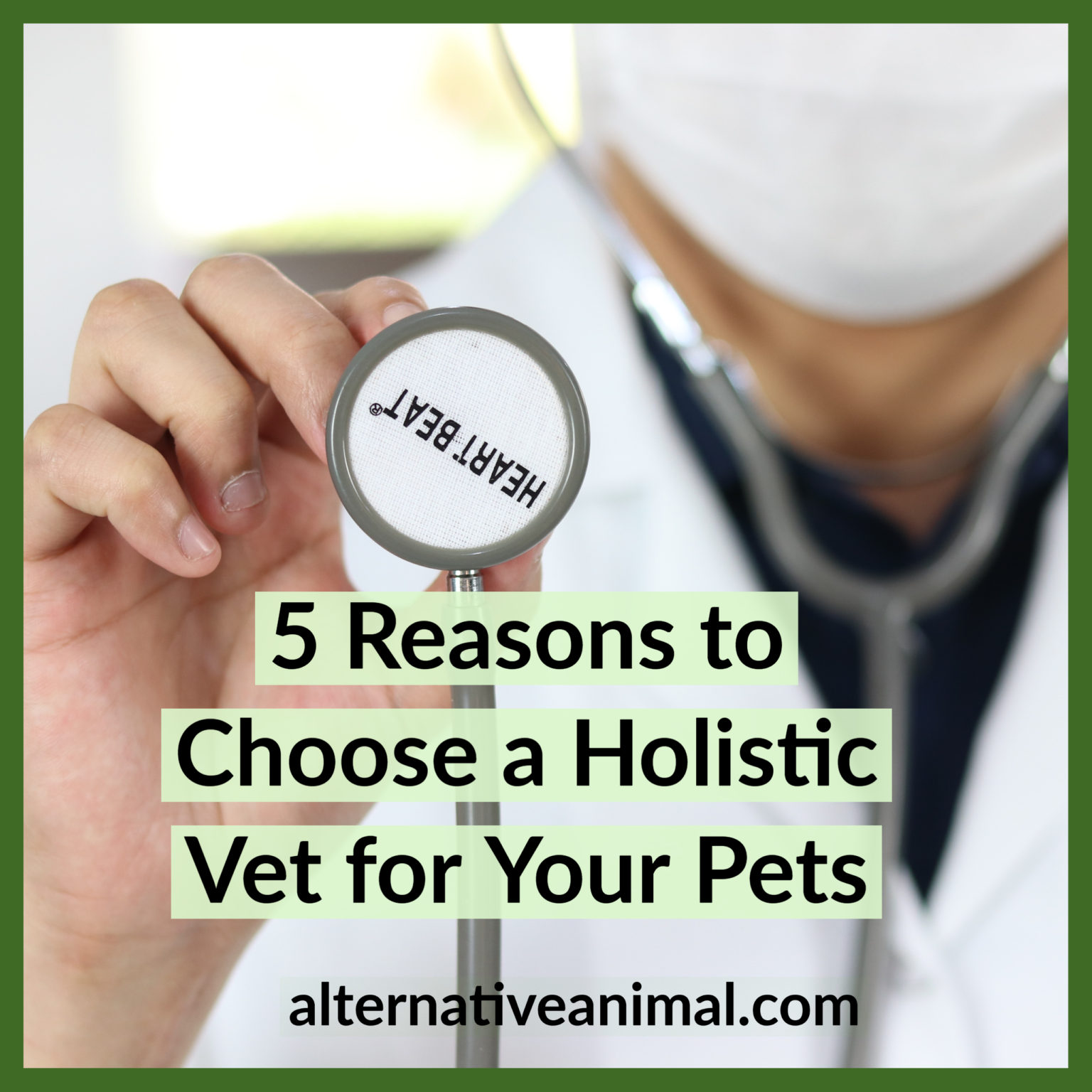 5 Reasons To Choose A Holistic Vet For Your Pets