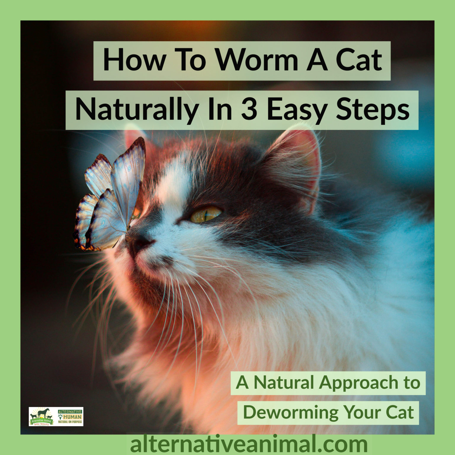 How To Worm A Cat Naturally In 3 Easy Steps • Alternative Animal