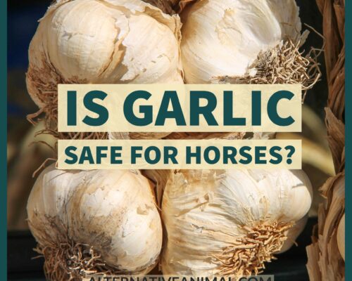 Is Garlic safe for horses