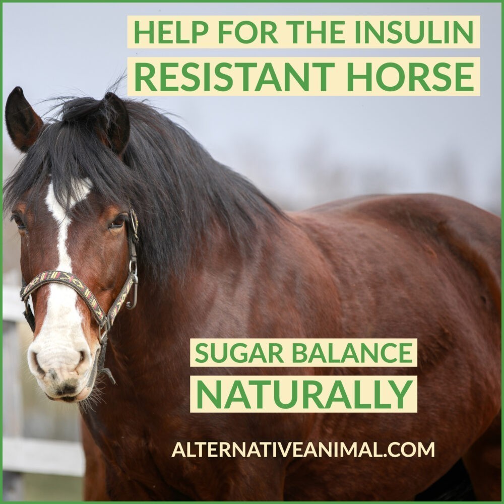 Equine Metabolic Syndrome Supplement