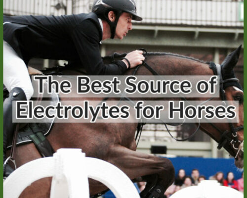 electrolytes for horses