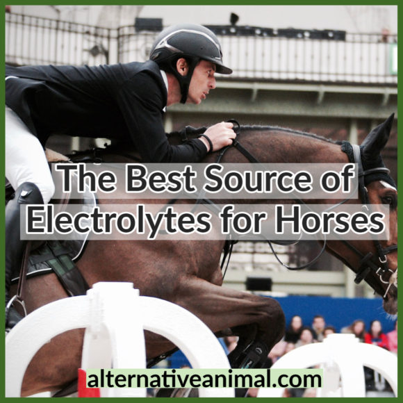 The Best Source Of Electrolytes For Horses? • Alternative Animal