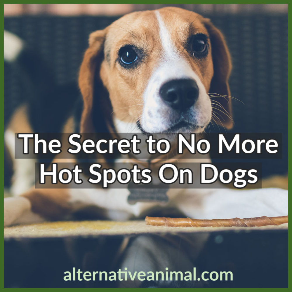 The Secret to No More Hot Spots On Dogs