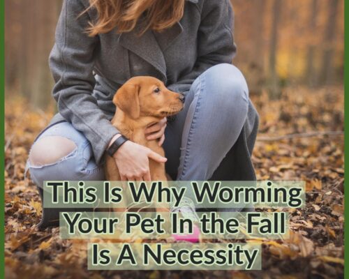 Fall Worming Your Pet