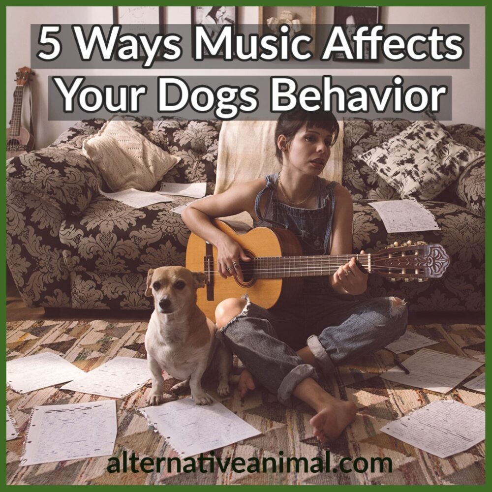 How music affects your dog