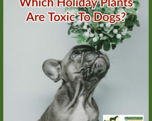 Holiday Plants Toxic to Dogs