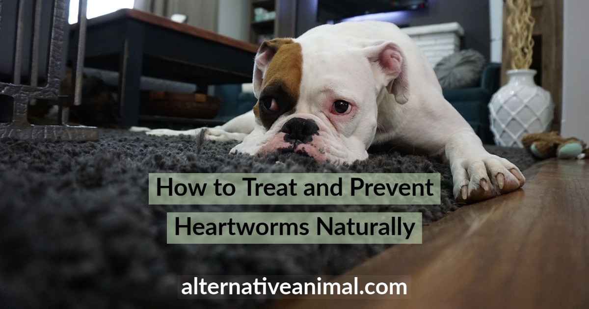 Natural Treatment for Heartworms in Dogs