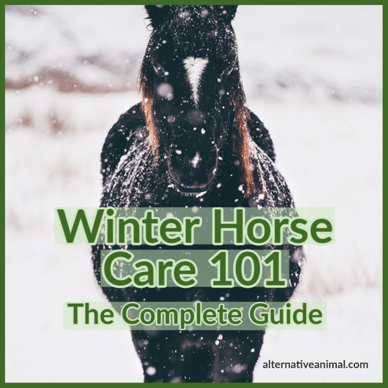Winter Horse Care 101The Complete Guide • Alternative Animal