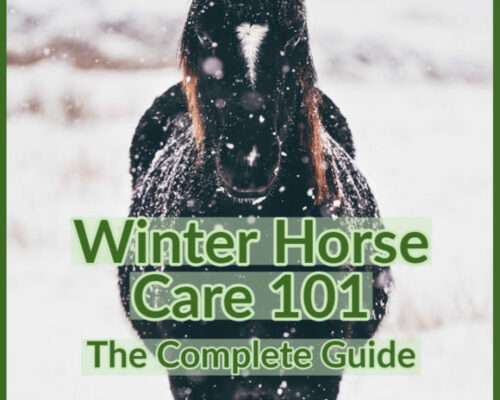 winter horse care 101