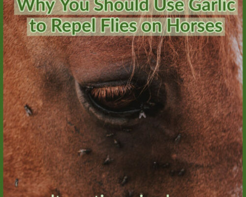 garlic to repel flies on horses