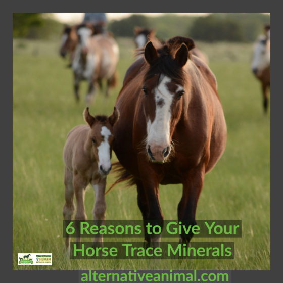 horse trace minerals