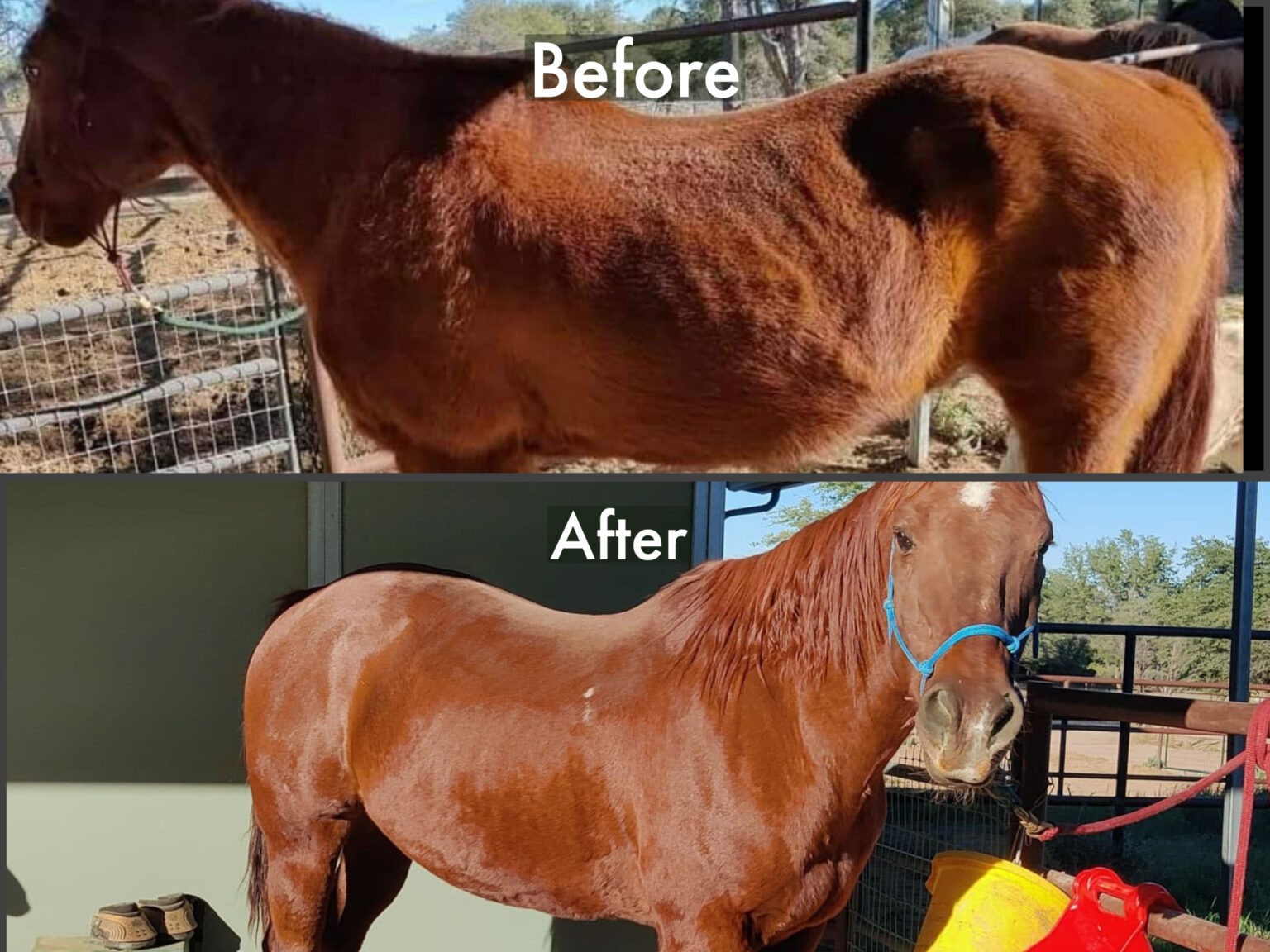 Cushing's Free Naturally Natural Cushing's Supplement For Horses