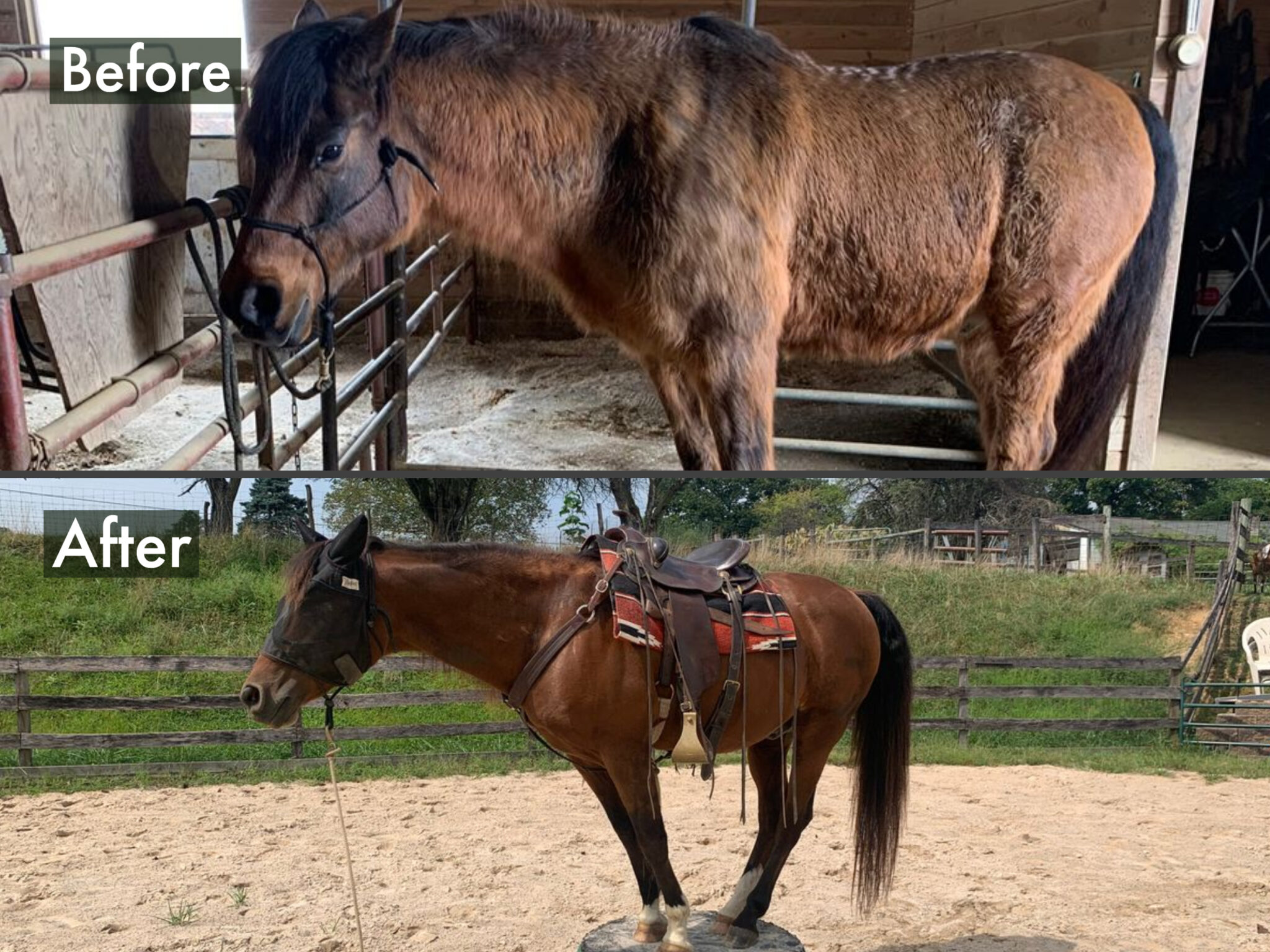 Cushing's Free Naturally Natural Cushing's Supplement For Horses