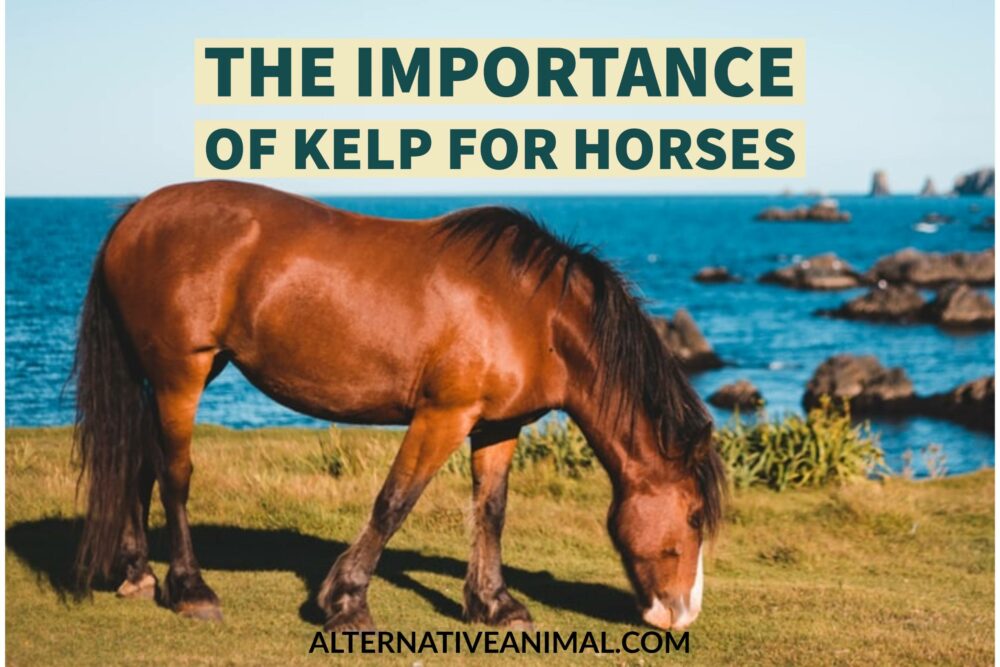 Importance of kelp for horses