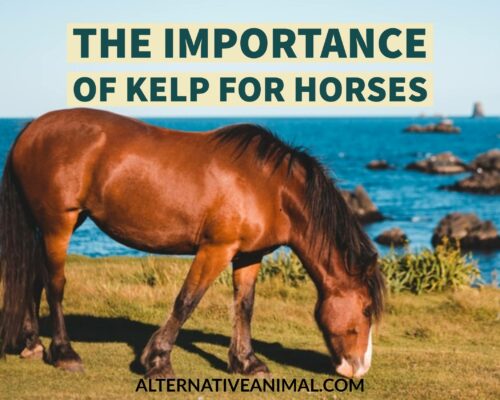 Importance of kelp for horses