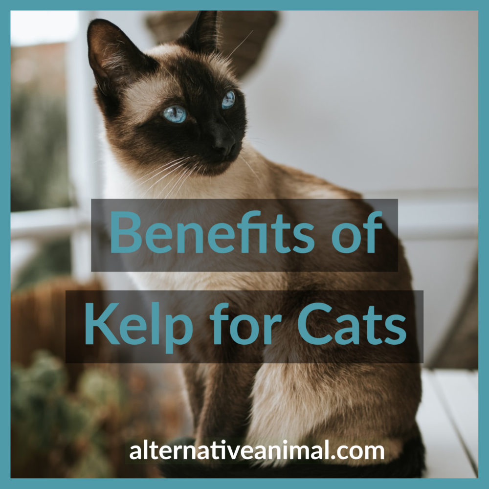 benefits of kelp for cats