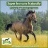 Equine Immune Supplement