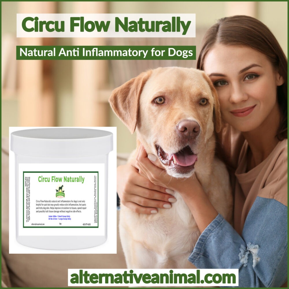 Natural Anti Inflammatory for Dogs