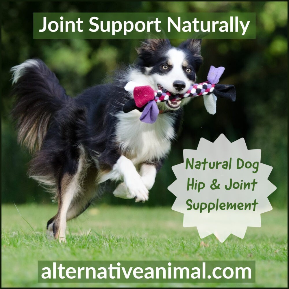 Herbal Joint Supplement for Dogs