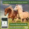 Immune Booster for Horses