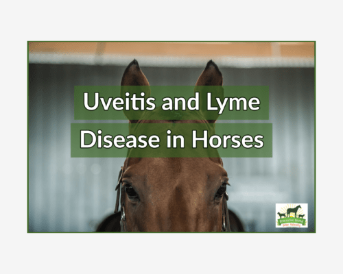 Uveitis and Lyme Disease in Horses