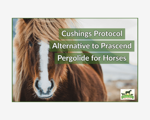 Alternative Treatment for Horse Cushings Disease