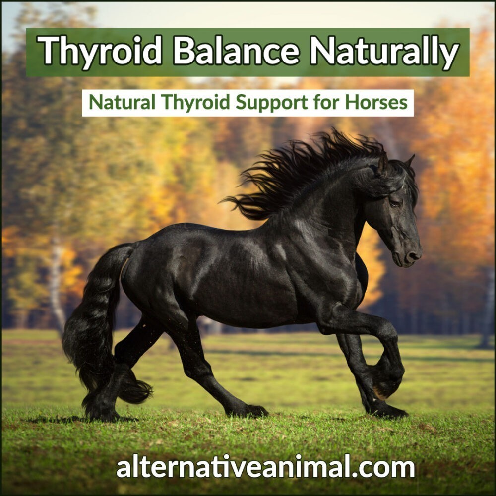 Equine Thyroid Supplement
