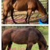 Cushings Free Naturally Equine Cushing"s Syndrome