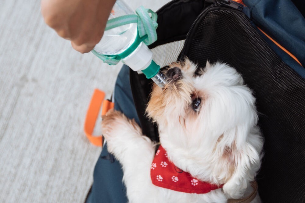 8 Tips to Ensure the Safety of Your Pet this Summer Season 1