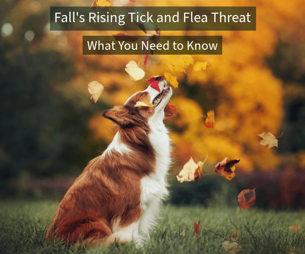 Fall’s Rising Tick and Flea Threat-What You Need to Know
