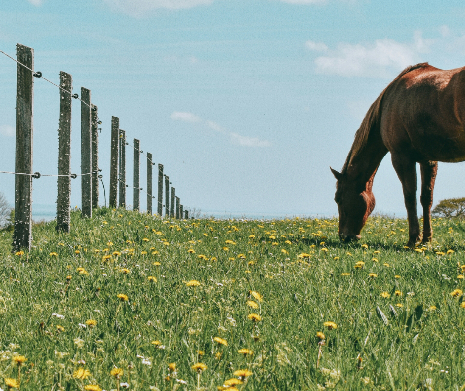 Spring Checklist for your horse