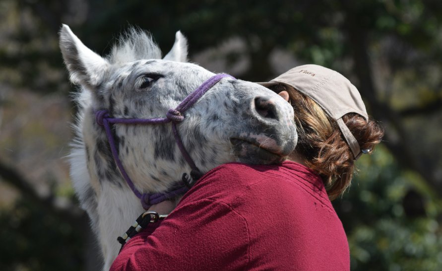 Unbridling Nature 6 Benefits Of Natural Horse Wormers • Alternative Animal